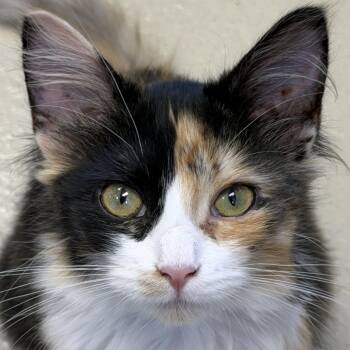 Isabella -  Domestic Medium Hair Cat for Adoption in Jefferson, Wisconsin - Isabella | PetCurious