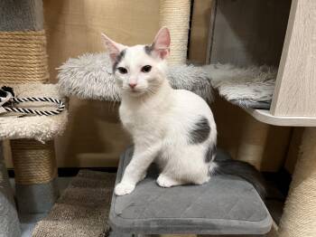Domestic Short Hair Cats Available for Adoption - Casper | PetCurious