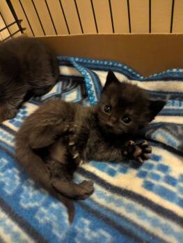 Domestic Short Hair Cats Available for Adoption - Pierogi | PetCurious