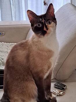 Siamese and Calico Cats Available for Adoption - Blanquita 3293 | PetCurious