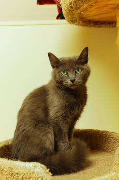 Bunni -  Russian Blue and Domestic Medium Hair Cat for Adoption in Urbana, Ohio - Bunni | PetCurious