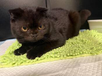 Onyx -  Scottish Fold Cat for Adoption in Mississauga, Ontario - Onyx | PetCurious