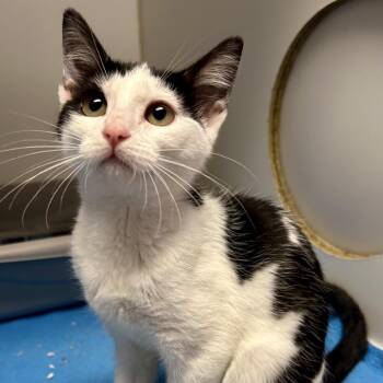Bumble -  Domestic Short Hair Cat for Adoption in Saint Joseph, Missouri - Bumble | PetCurious