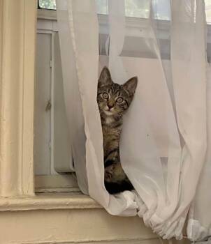 Barracuda -  Tabby Cat for Adoption in New York, New York - Barracuda | PetCurious