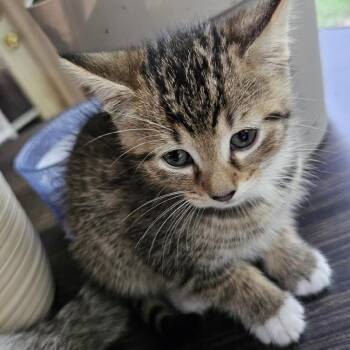 Truffle -  Domestic Short Hair Cat for Adoption in Gastonia, North Carolina - Truffle | PetCurious