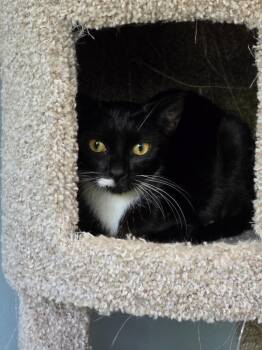 Domestic Short Hair Cats Available for Adoption - Squirrel | PetCurious