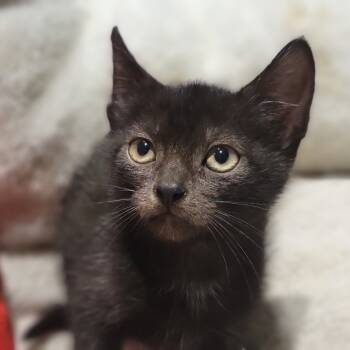 Rescue Domestic Short Hair Cats for Adoption in Sarasota, Florida - Count Whiskerface | PetCurious