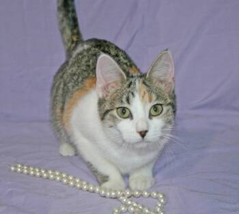 Soleil -  Domestic Short Hair and Tabby Cat for Adoption in Victoria, Minnesota - Soleil | PetCurious