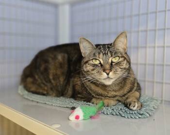 Rescue Domestic Medium Hair Cats for Adoption in Vancouver, Washington - Misty | PetCurious