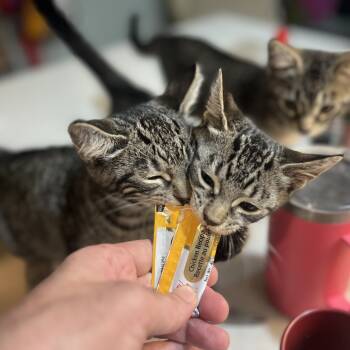 Rescue American Shorthair Cats for Adoption in New York, New York - Venice | PetCurious