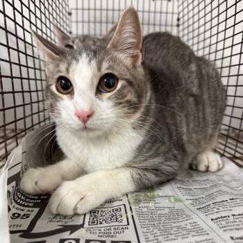 Appletini -  Domestic Short Hair Cat for Adoption in Edinburg, Texas - Appletini | PetCurious