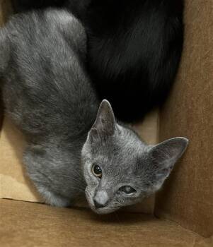 GRISELDA -  Domestic Short Hair Cat for Adoption in Dallas, Texas - GRISELDA | PetCurious