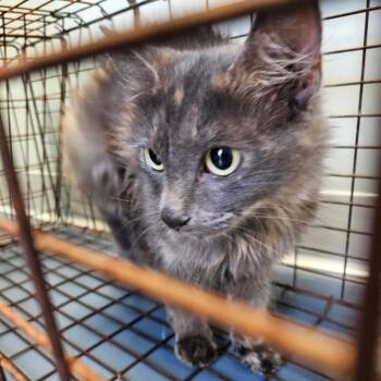Riot -  Domestic Medium Hair Cat for Adoption in Greensboro, North Carolina - Riot | PetCurious