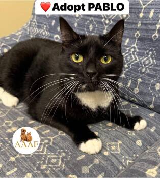 Pablo -  Manx Cat for Adoption in Bolivia, North Carolina - Pablo | PetCurious