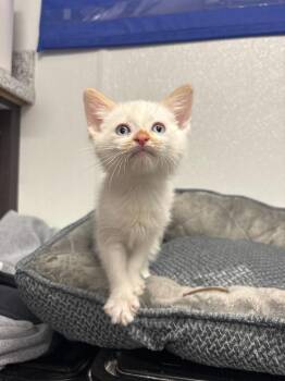 Domestic Medium Hair Cats Available for Adoption in Minot, North Dakota - Timon | PetCurious