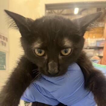Black Forest Cake -  Domestic Medium Hair Cat for Adoption in Park City, Utah - Black Forest Cake | PetCurious