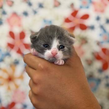 Kili -  Domestic Short Hair Cat for Adoption in Fort Smith, Arkansas - Kili | PetCurious