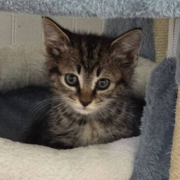 Rescue Tabby and Domestic Short Hair Cats for Adoption in Knoxville, Tennessee - Faelyn | PetCurious