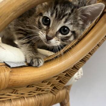 Finnley -  Domestic Short Hair Cat for Adoption in Peconic, New York - Finnley | PetCurious