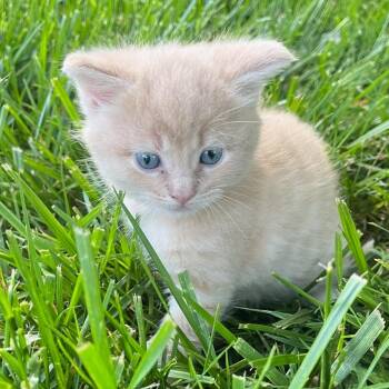 Mason -  Domestic Medium Hair Cat for Adoption in Winston-salem, North Carolina - Mason | PetCurious