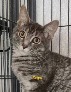 Rescue Domestic Short Hair Cats for Adoption in Cedar Rapids, Iowa - Reign | PetCurious
