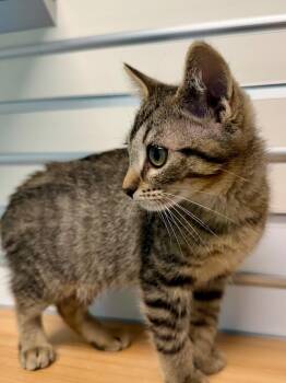 Domestic Short Hair Cats Available for Adoption - Poppy Seed | PetCurious