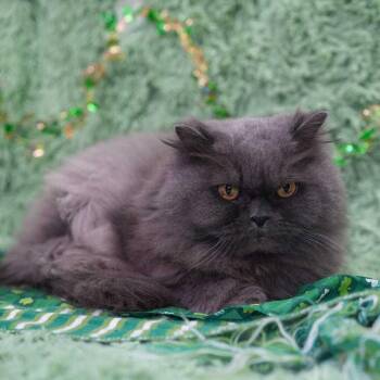 Persian Cats Available for Adoption - Ziggy (Bonded To Zarabell) | PetCurious