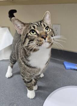 Big Lou -  Domestic Short Hair Cat for Adoption in Kennewick, Washington - Big Lou | PetCurious