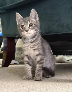 Bobby -  Domestic Medium Hair and Domestic Short Hair Cat for Adoption in Walnut Creek, California - Bobby | PetCurious