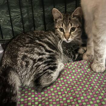 FFGR-Stray-464_2_3 -  Domestic Short Hair Cat for Adoption in Veneta, Oregon - FFGR-Stray-464_2_3 | PetCurious