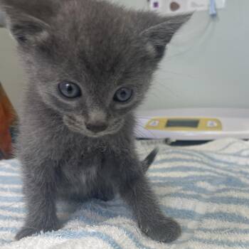 Chord -  Domestic Short Hair Cat for Adoption in Cumming, Georgia - Chord | PetCurious