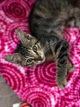 MINKA -  Domestic Short Hair Cat for Adoption in Fort Walton Beach, Florida - MINKA | PetCurious