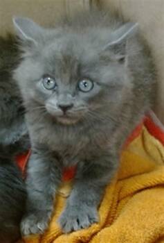 Domestic Short Hair Cats Available for Adoption in Oklahoma City, Oklahoma - A473421 | PetCurious