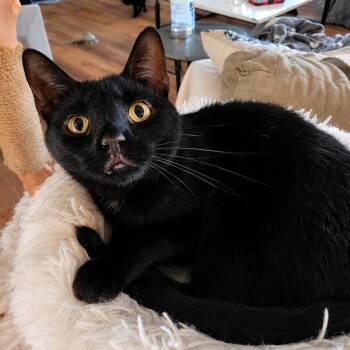 Nospurratu -  Domestic Short Hair Cat for Adoption in Indianapolis, Indiana - Nospurratu | PetCurious