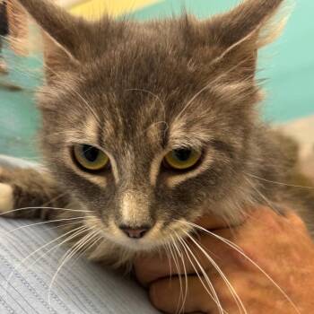 Fluffy -  Domestic Long Hair Cat for Adoption in Ashland, Virginia - Fluffy | PetCurious