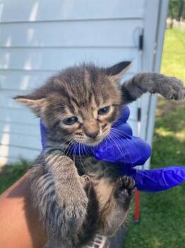 Domestic Short Hair Cats Available for Adoption in Dallas, Texas - SIDNEY | PetCurious