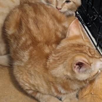 Rescue Domestic Short Hair Cats for Adoption in Binghamton, New York - Curve | PetCurious