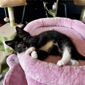 Domestic Short Hair Cats Available for Adoption in Juno Beach, Florida - Moonchild | PetCurious