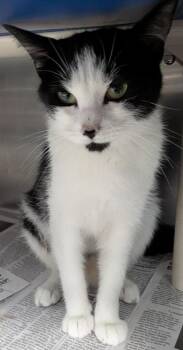 Salsa -  Domestic Short Hair Cat for Adoption in Evansville, Indiana - Salsa | PetCurious