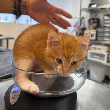 Sunflower Yellow 7 -  Domestic Short Hair Cat for Adoption in Austin, Texas - Sunflower Yellow 7 | PetCurious