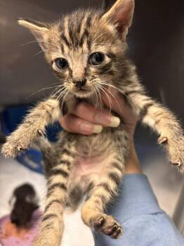 Saucy -  Domestic Short Hair Cat for Adoption in Statesboro, Georgia - Saucy | PetCurious