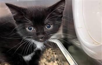Domestic Short Hair Cats Available for Adoption - TOM | PetCurious