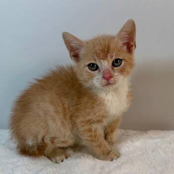 Frodo -  Domestic Short Hair Cat for Adoption in Johnson City, Tennessee - Frodo | PetCurious