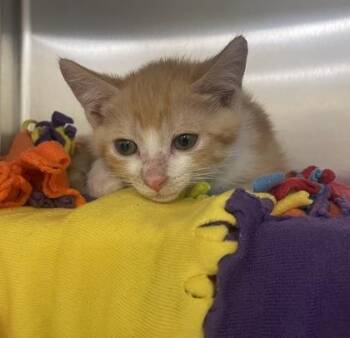 Leonardo -  Domestic Short Hair Cat for Adoption in Westland, Michigan - Leonardo | PetCurious
