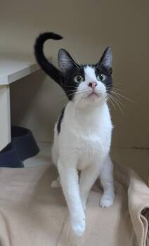 Simona -  Domestic Short Hair Cat for Adoption in Little Rock, Arkansas - Simona | PetCurious