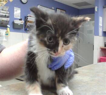 WISHING STAR -  Domestic Long Hair and Domestic Short Hair Cat for Adoption in Omaha, Nebraska - WISHING STAR | PetCurious