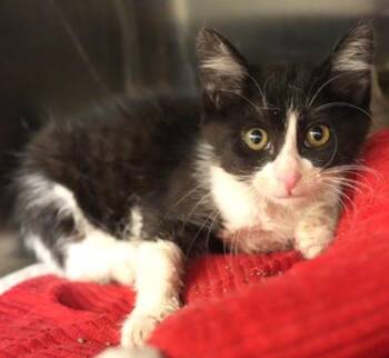 Pudding -  Domestic Short Hair Cat for Adoption in Bowling Green, Kentucky - Pudding | PetCurious