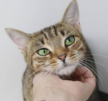 Tarot is our momma who can foretell u will LOVE her as much as s -  Bengal and Abyssinian Cat for Adoption in Bedford Hills, New York - Tarot Is Our Momma Who Can Foretell U Will LOVE Her As Much As S | PetCurious