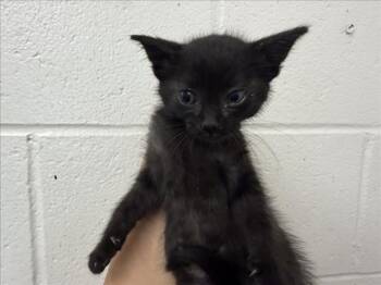 PRINCESA -  Domestic Short Hair Cat for Adoption in San Bernardino, California - PRINCESA | PetCurious
