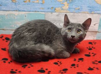 Rescue Domestic Short Hair Cats for Adoption in Washington Court House, Ohio - Vixen | PetCurious